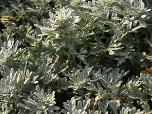 Vivers Càrex - Artemisia stelleriana